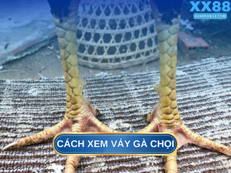 Tại sao sư kê cần biết cách xem vảy gà chọi trước khi lâm trận?