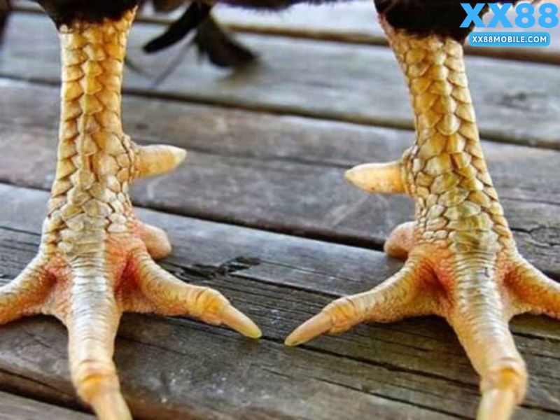 Hướng dẫn cách xem vảy gà chọi cơ bản cho người mới